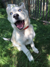 VAND URGENT HUSKY foto