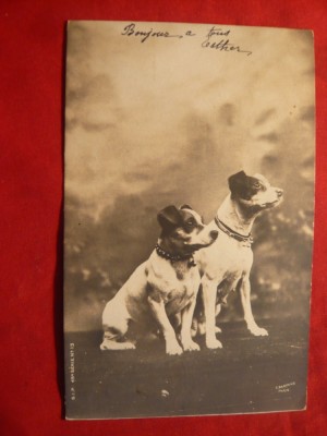 Ilustrata - Caini ,circulat 1902 Franta foto