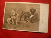 Ilustrata comica- 2 Buldogi amorezi , inc.sec.XX, Necirculata, Fotografie