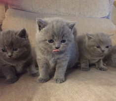 Pui pisica british shorthair foto