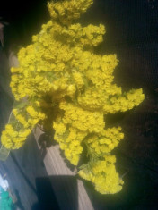 Imortele - Plante naturale uscate - Limonium sinuatum - galben foto