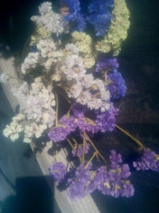 Imortele - Plante naturale uscate - Limonium sinuatum - mix color foto