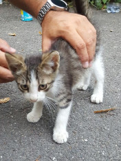 Oferim doi pisoi de doua si trei luni, sanatosi si iubitori, blanzi! foto