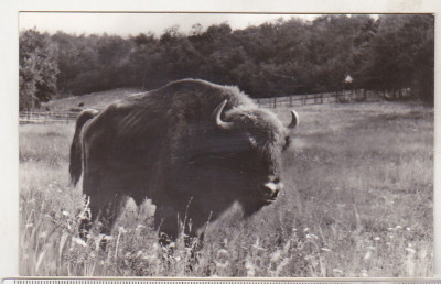 bnk cp Hateg - Zimbru in rezervatia naturala - necirculata foto