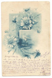 (A1) carte postala-ILUSTRATA-5 BANI SPIC DE GRAU VERDE 1901