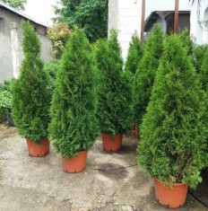 Thuja smaragd foto
