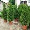 Thuja smaragd