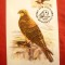 Maxima - Fauna - Acvila 1993 Romania