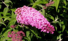 Buddleja Davidii ?Pink Delight? - liliac de vara roz foto