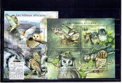 Togo - owls - 2011 foto