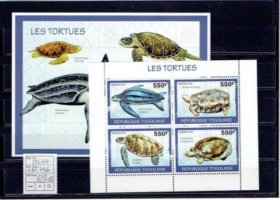 Togo - seeturtles - 2010 foto