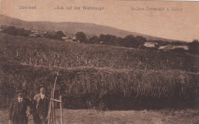 ODOBESTI VEDERE GENERALA A VIILOR ODOBESTIANU foto