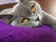 PISICA FEMELA BRITISH SHORTHAIR foto