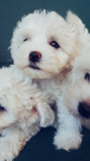 Bichon Maltez Toy foto