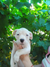 Puppy american bulldog foto