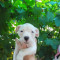 Puppy american bulldog