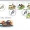 ROMANIA 2014, FDC, Fauna - Rate, din album filatelic nr. 221