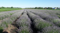 Tufe lavanda foto