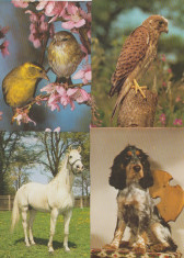 Fauna - 4 carti postale necirculate foto