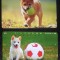 JAPONIA - ANIMALE DE COMPANIE. CAINI. LOT 2 CARTELE TELEFONICE
