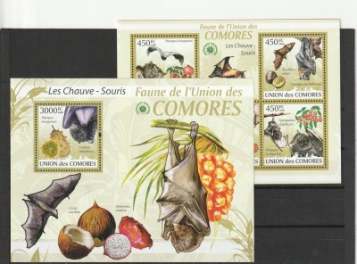 Fauna lilieci si fructe ,Comore. foto