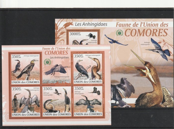 Fauna marina ,pasari ,cormorani ,Comore.