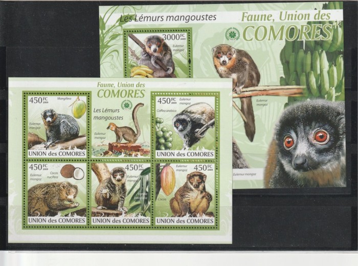 Fauna ,manguste ,Comore.