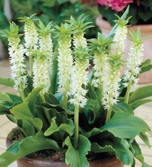 Bulbi EUCOMIS AUTUMNALIS 5 Ron/buc foto
