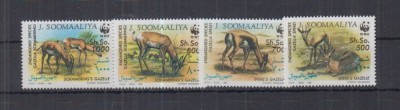 SOMALIA 1999 WWF FAUNA PROTEJATA GAZELE foto