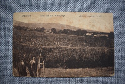 Vedere - Carte postala - Odobesti - vedere generala a viilor foto