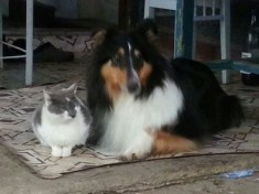 pui Ciobanesc scotian (Rough Collie) foto