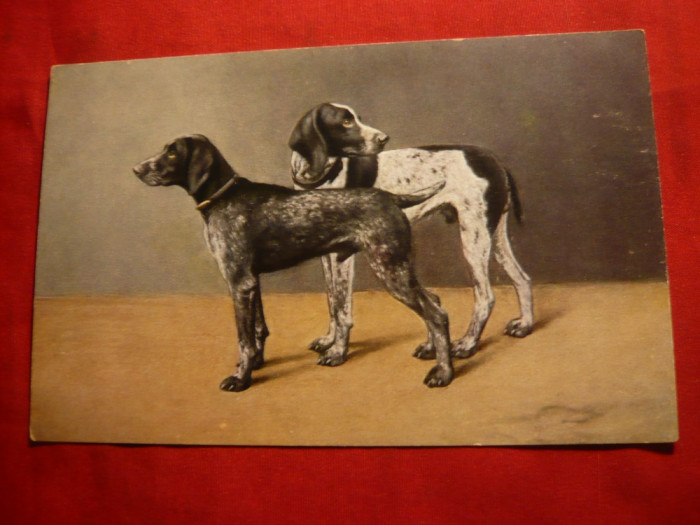 Ilustrata -Caini de vanatoare , circulat 1924