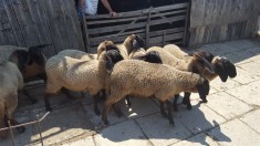 35 mielute carabase foto