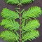 Metasequoia glyptostroboides - Metasequoia