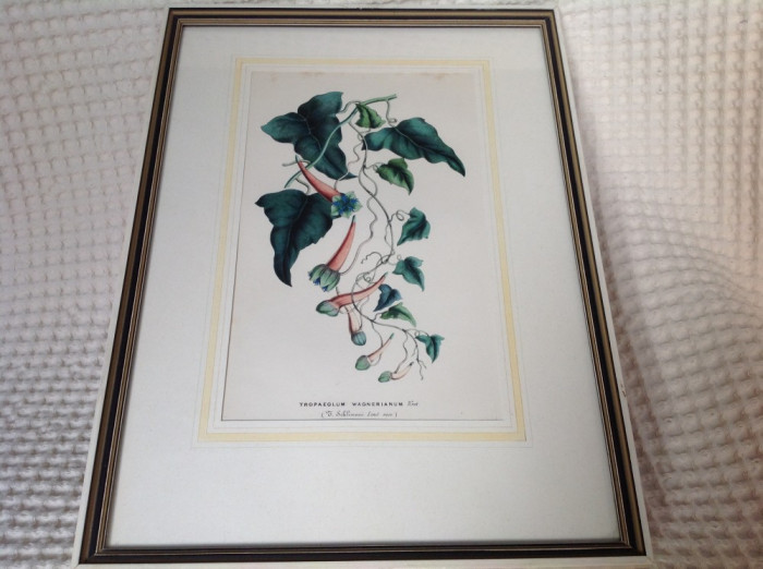 LICHIDARE! Litografie offset Horto van Houtteaneo, sec XIX -