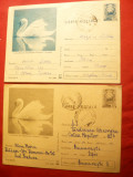 2 Carti Postale Ilustrate - Lebede , cod 707/70, Circulata, Printata