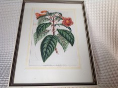 LICHIDARE! Litografie offset color Horto van Houtteaneo sec XIX -