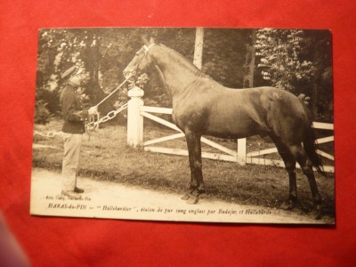 Ilustrata Calarie - Halebardier- un Pur-Sange Englez , inc.sec.XX foto