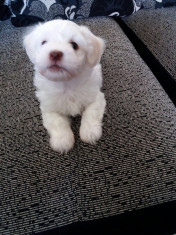 bichon maltez mini/toy de vanzare foto