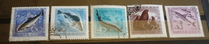 RUSIA 1959/60 – PESTI SI MAMIFERE MARINE, serie stampilata , AM42 foto mare RUSIA 1959/60 – PESTI SI MAMIFERE MARINE, serie stampilata , AM42 foto mare