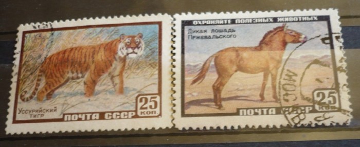 RUSIA 1959 – TIGRUL SIBERIAN SI CALUL SALBATIC, serie stampilata, AM32 foto mare RUSIA 1959 – TIGRUL SIBERIAN SI CALUL SALBATIC, serie stampilata, AM32 foto mare