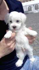 Vand catelus puiut bichon maltese foto