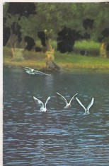 bnk cp In Delta Dunarii - Vedere - uzata