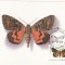 5686 - Rusia 1986 - carte maxima