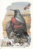 5698 - Carte maxima Romania 1985 - fauna,pasari