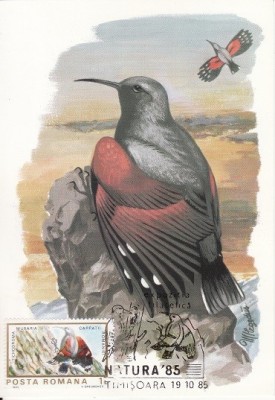 5698 - Carte maxima Romania 1985 - fauna,pasari foto