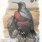 5698 - Carte maxima Romania 1985 - fauna,pasari