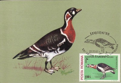 5699 - Carte maxima Romania 1983 - fauna,pasari foto