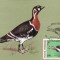 5699 - Carte maxima Romania 1983 - fauna,pasari
