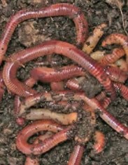 Rame rosii si negre foto